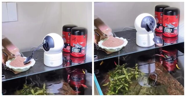 Камера вместо автокормушки: изобретатель придумал, как кормить рыб удалённо