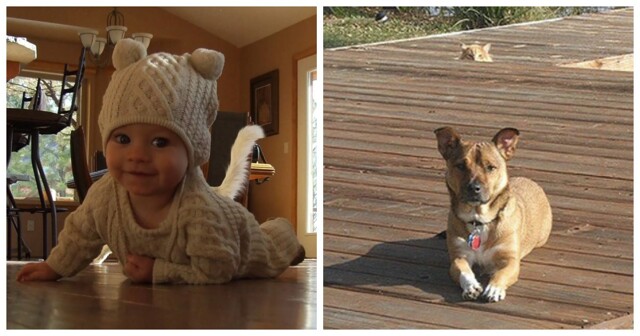 Фотобомба по-кошачьи: 20 обаятельных и скромных моделей, которые не стали ждать приглашения попозировать