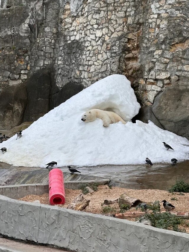 Зима круглый год. Как в зоопарке делают снег для белых медведей