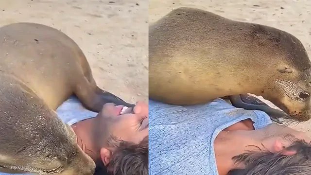 «Привет, человек»: общительный морской котик атаковал парня обнимашками