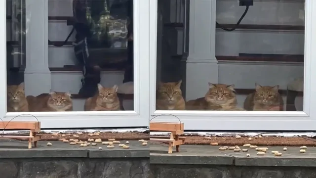 Хозяин подарил котикам собственный «телевизор» с живым бурундуком