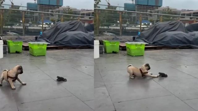 Страшно, очень страшно: мопс познакомился с жабой