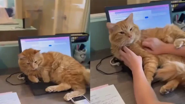 «Сделай перерыв!»: на видео попала главная причина меньше работать