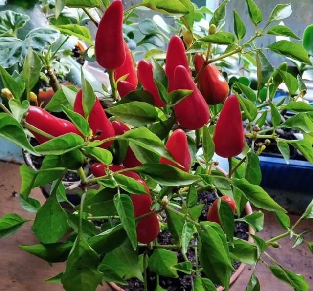 Гибрид перца