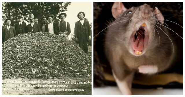 Мышиный апокалипсис в Австралии