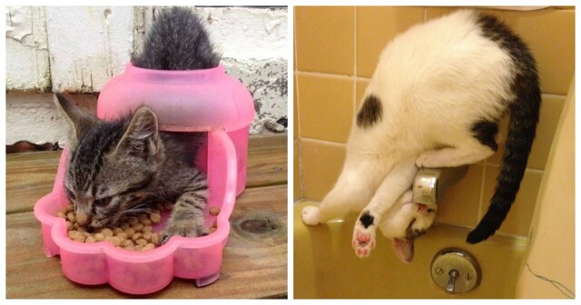 20 алогичных решений, которые способны принять только котики