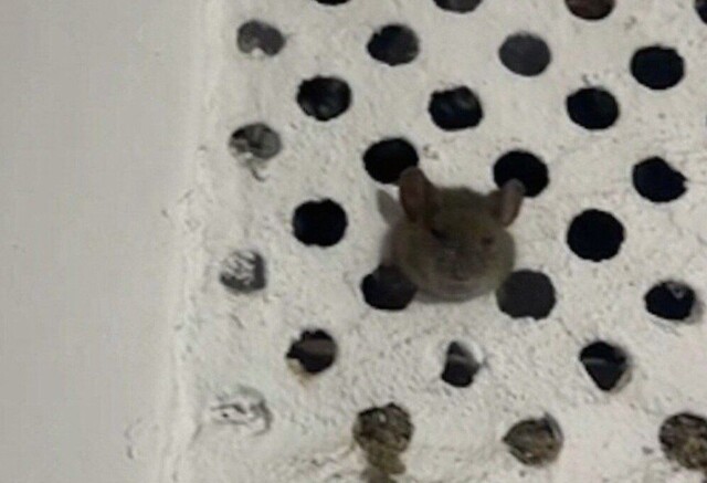 Жирненький мышонок застрял в решётке вентиляции