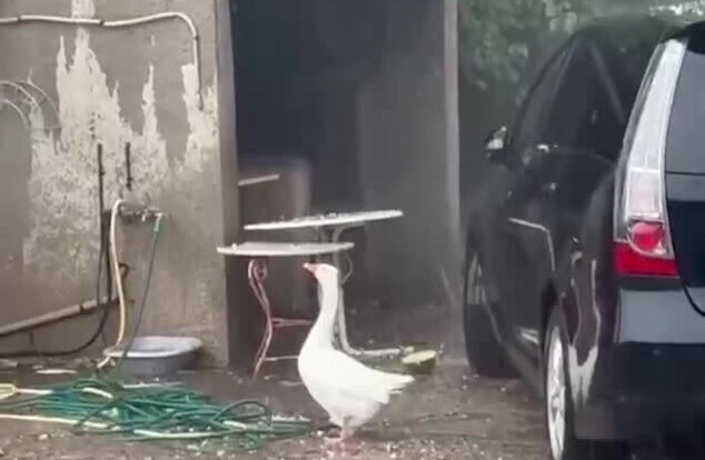 Удивлённый гусь залип на град и получил по клюву