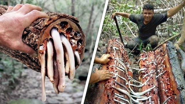 Шашень: червь, перевернувший ход истории