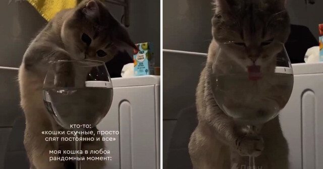 Кошка-сомелье