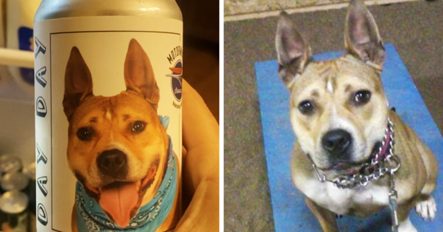 Хозяйка думала, что потеряла свою собаку, но спустя три года нашла её — благодаря банке пива