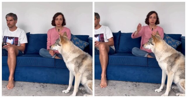 Как понять, что собаку били