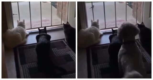 Пудель чуть не довел котов до инфаркта