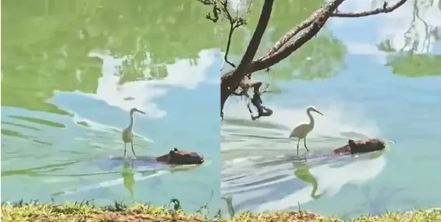 Птица проплыла реку верхом на капибаре