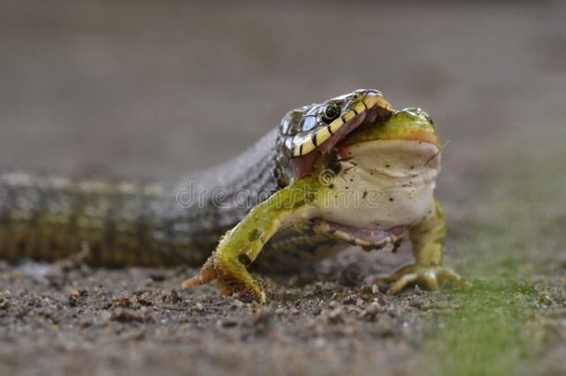 Змея и лягушка: настоящая битва за выживание
