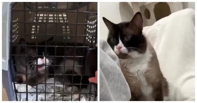 Кота хотели усыпить из-за агрессивного поведения, но девушка сделала невозможное