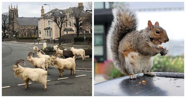 Наши в городе: 22 фотографии, доказывающие, что появление животного в городе – это взрыв позитива