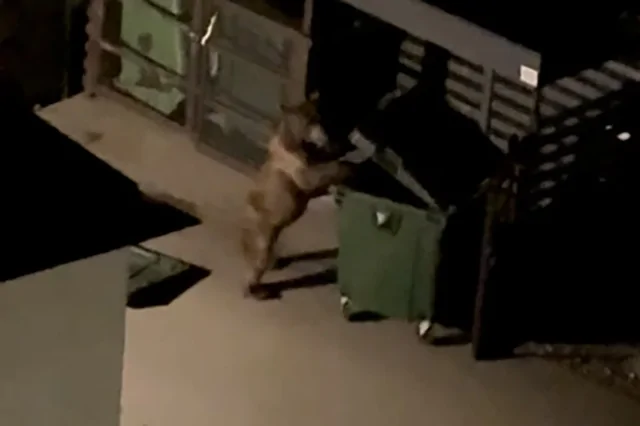 В Сочи медведь утащил мусорный контейнер