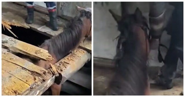 Спасение любопытного коня в Иркутске