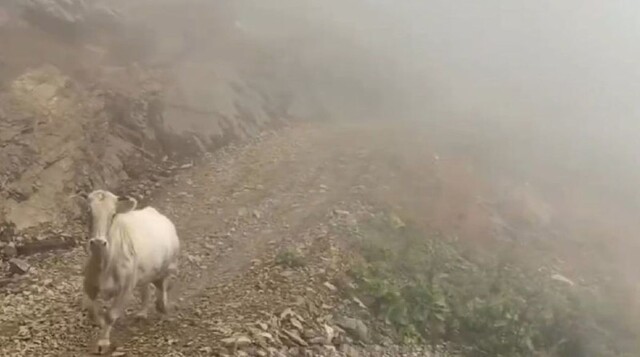 Дикая корова атаковала туристку на горнолыжном курорте "Роза Хутор"