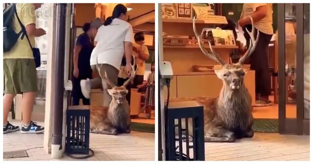 В Японии олень решил отдохнуть на крыльце ресторана