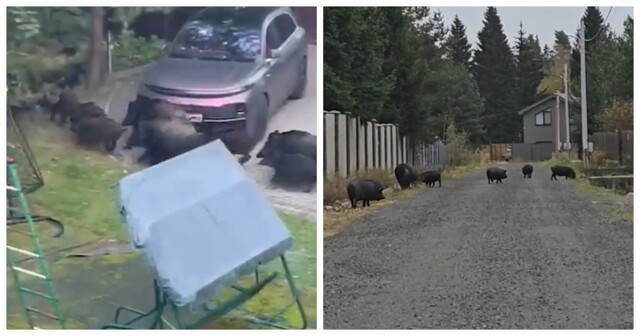 Массовое вторжение кабанов