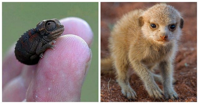 30 снимков бесподобных малышей, которые прогонят хандру и растопят в сердце лёд