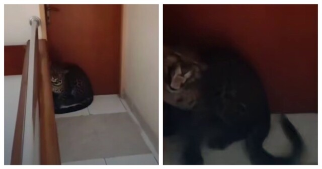 Леопард пробрался в отель в Индонезии