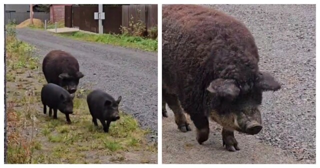 Пятачковая банда наведалась в поселок в Ленинградской области