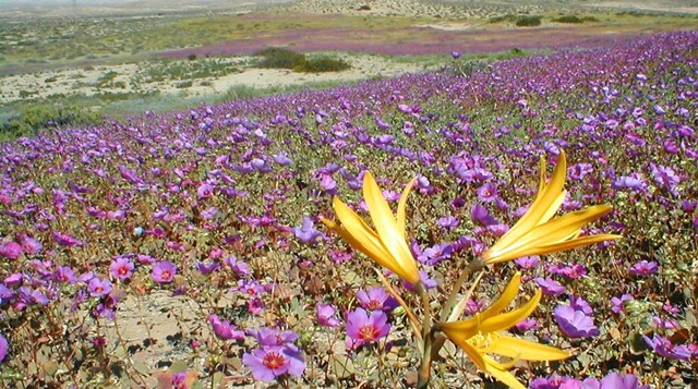 Зацвела пустыня Атакама — одно из самых засушливых мест Земли, где осадков не было около 400 лет