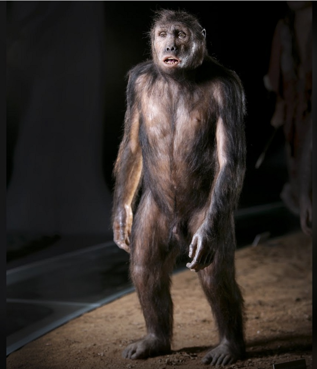 Посмотрите на 10 знаменитых предков человека: Люси, мальчик из Турканы, тётушка Фло