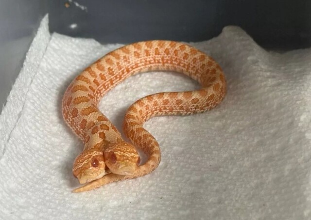 В США родился двухголовый свиноносый уж