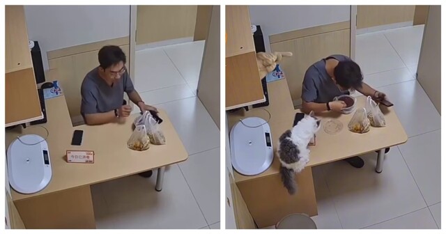 Рыжий кот навёл суету