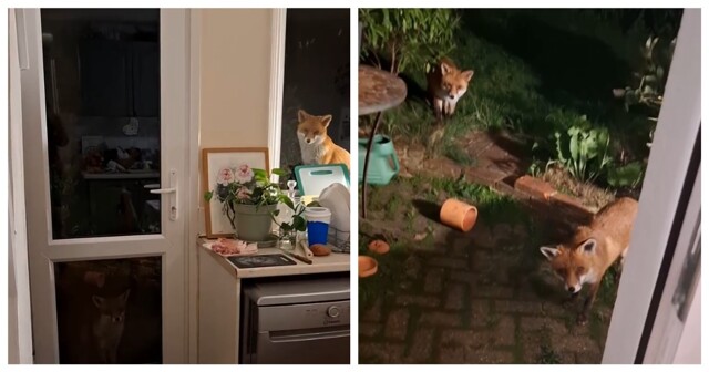 Лисы ждут, пока их покормят