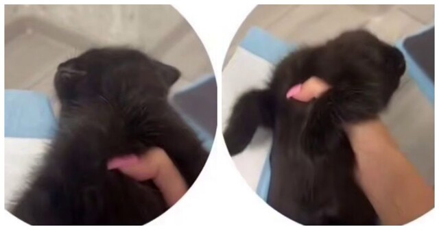 Котёнок освоил актёрское мастерство: притворяется мёртвым, чтобы избежать наказания