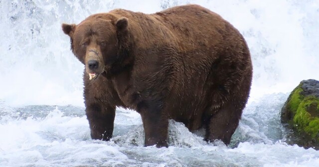 Косолапый со сломанной челюстью признан самым упитанным медведем Аляски