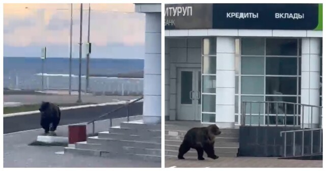 Медведь совершил утреннюю пробежку по Курильску