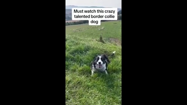 Собачка знает свою работу на пятёрку