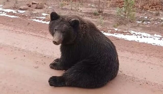 Мужчина напомнил медведю о спячке