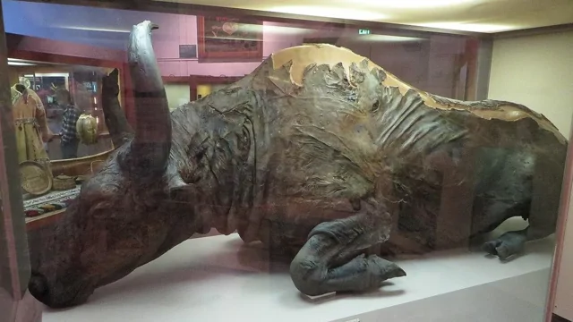 Ученые попробовали на вкус бизона, жившего 50 тысяч лет назад