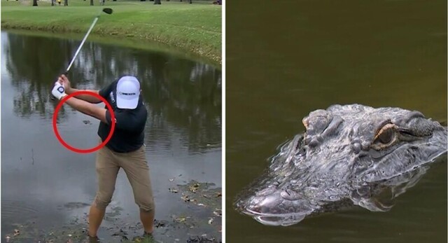 Аллигатор проследил за чистотой удара гольфиста