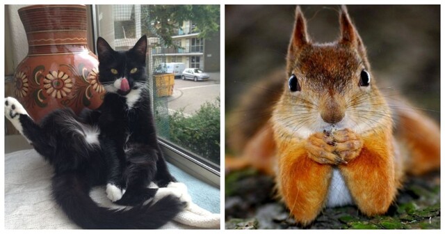 20 животных, изяществу и грации которых позавидует любая модель