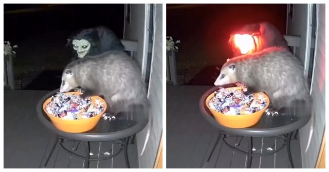 Воришка сладостей⁠⁠