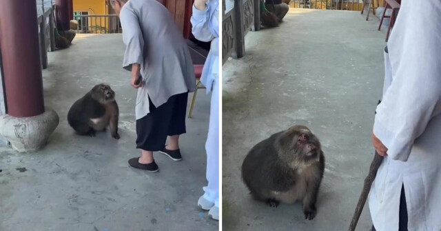 Трехлапая макака обрела дом в буддийском храме