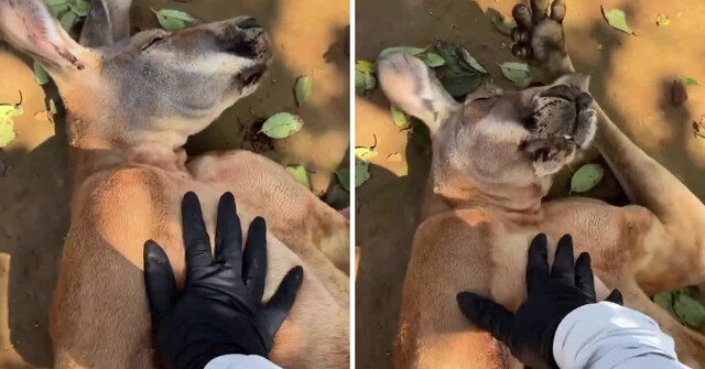 Китаянка пыталась разбудить спящего кенгуру