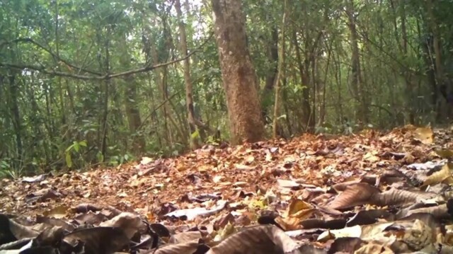 Лесная камера сняла тигра с необычным окрасом