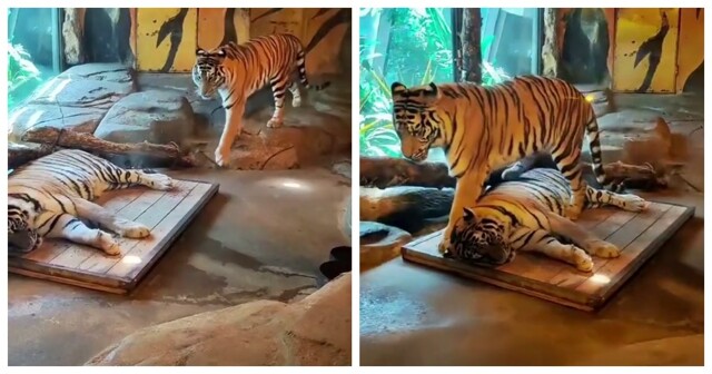 Тигр согнал сородича с нагретого места