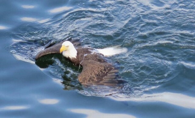 Белоголовый орлан: хороший рыболов и пловец