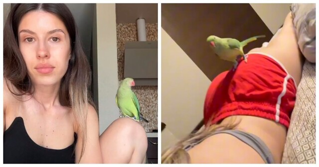 Попугай Гуф, который считает себя рэпером