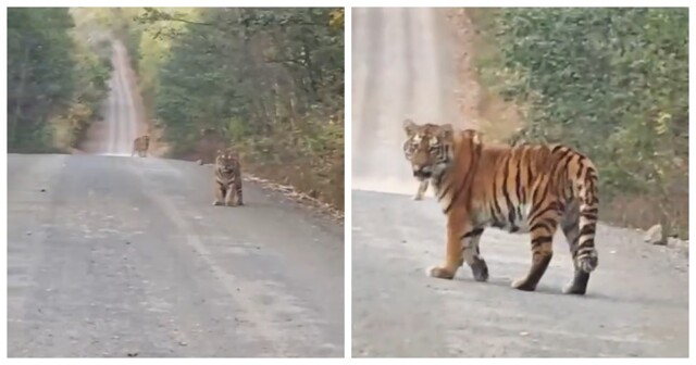 Необычная остановка: тигры на дороге в Приморье